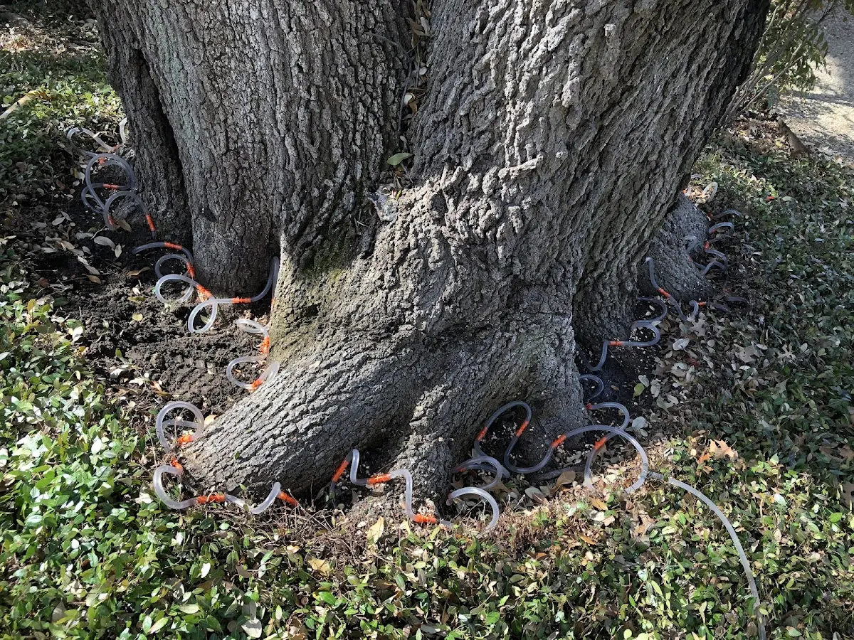 Detailed Tree Cabling and Bracing job site in Kenbridge