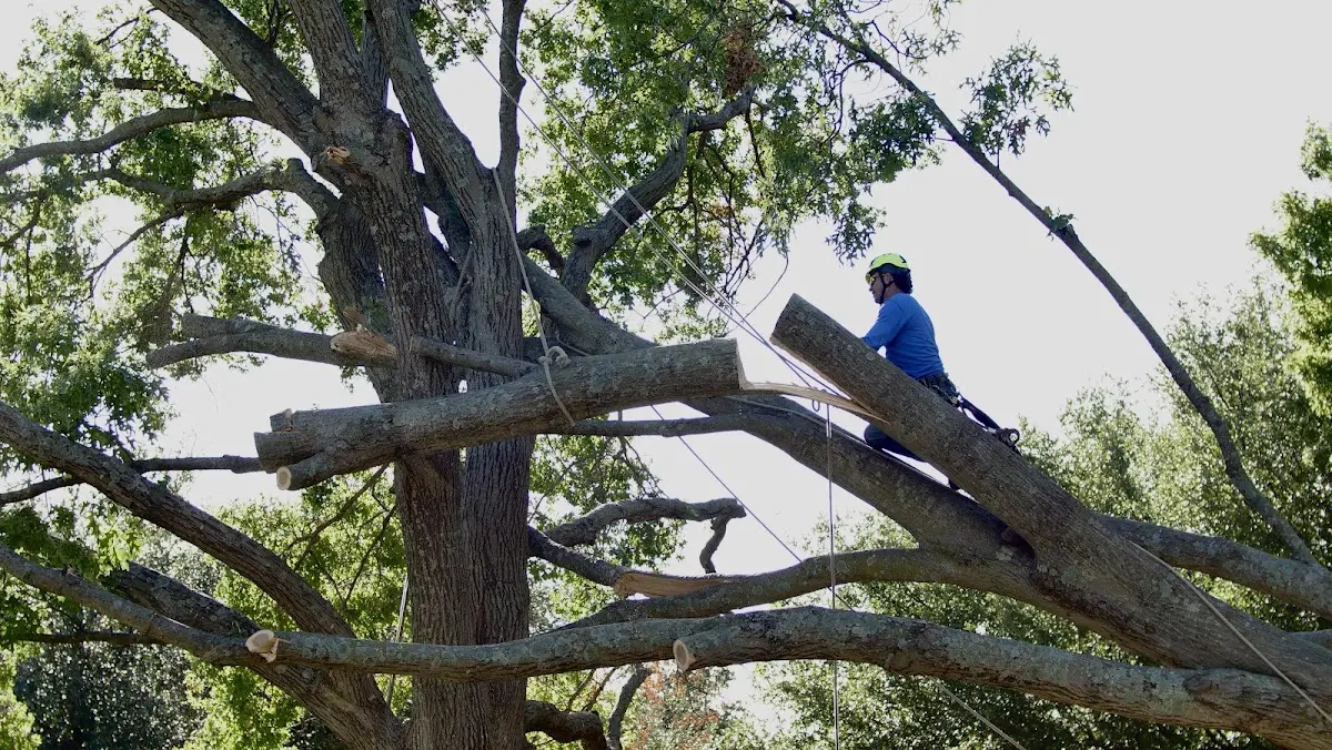Professional Hazardous Tree Removal performed by certified arborists in Kenbridge