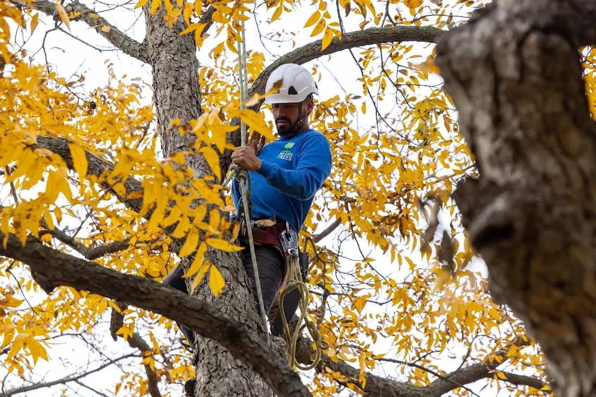 Skilled Tree Trimming crew working in Kenbridge